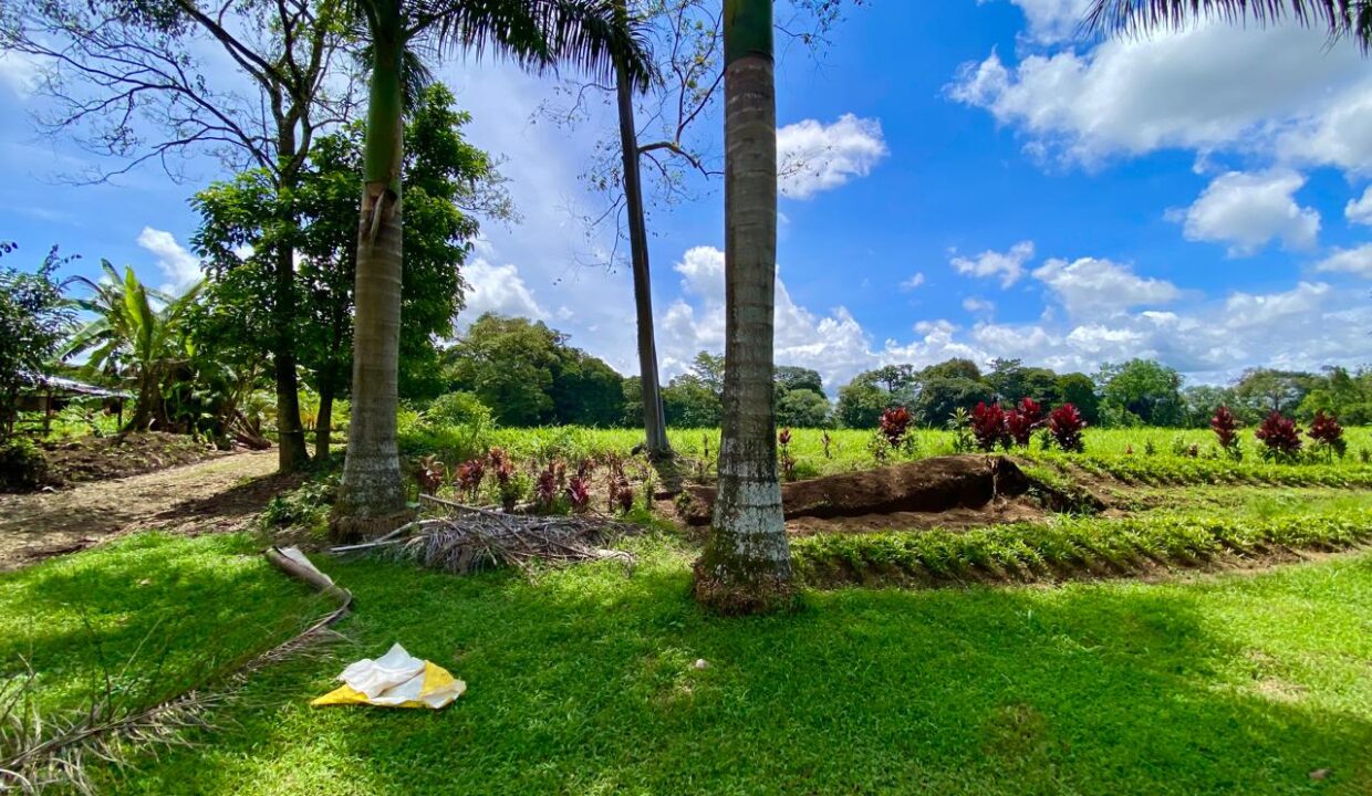Landscaped area with planted beds, tall palms, and fertile terrain in Quinta del Bosque.