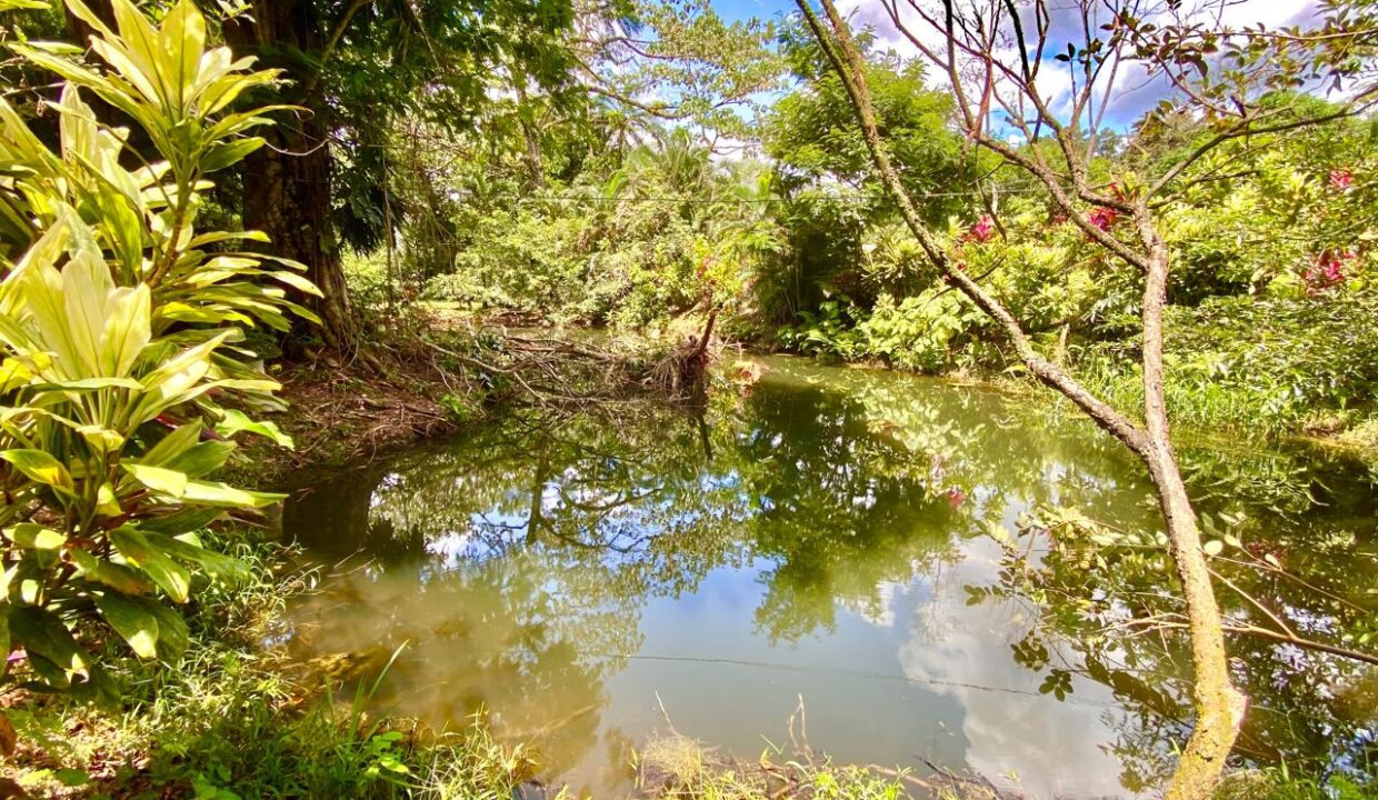 Lush jungle greenery and calm water create a peaceful escape at Quinta del Bosque.