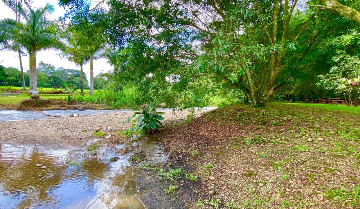 Grassy slope leads to Rio Pedrita, with palm trees and shady forest nearby. Riverfront property for sale in La
