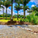 Palm trees line the entrance of Quinta del Bosque with Rio Pedrita flowing in front of lush landscaping.