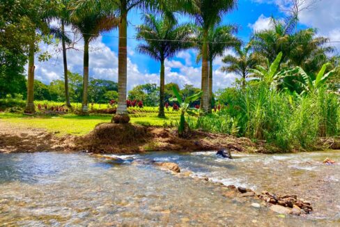 Palm trees line the entrance of Quinta del Bosque with Rio Pedrita flowing in front of lush landscaping.