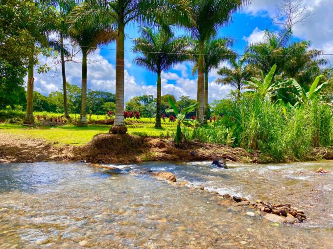 Palm trees line the entrance of Quinta del Bosque with Rio Pedrita flowing in front of lush landscaping.
