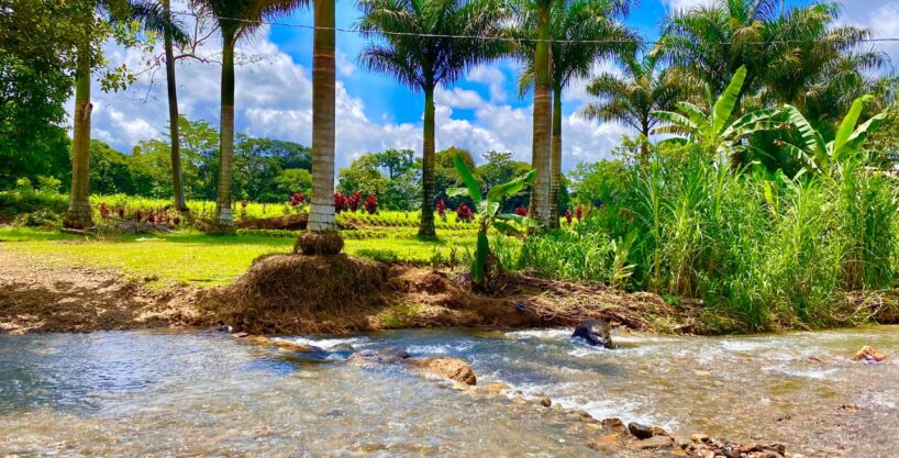 Palm trees line the entrance of Quinta del Bosque with Rio Pedrita flowing in front of lush landscaping.